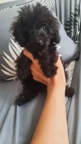Tiny Poodle Black [Jantan]