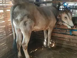 Sapi Qurban Ekonomis