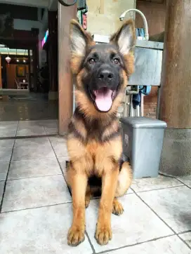 Anakan Import Herder