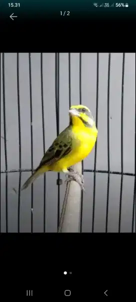 Mozambik Africa Finch