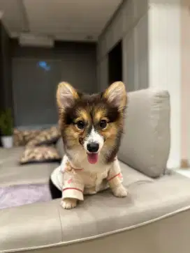FOR SALE CORGI 3 Color Semi Long hair