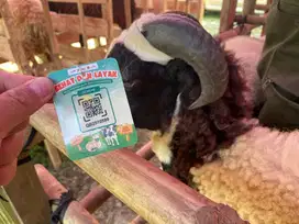 Jual Domba Kurban Murah di Bandung