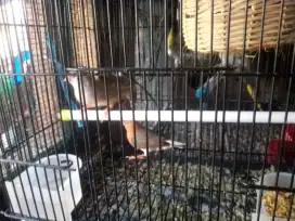 Jual burung zebra Finch holand sepasang