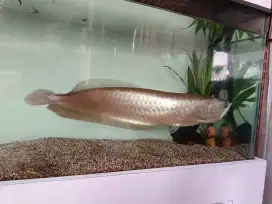 JUAL IKAN ARWANA BRASIL (SILVER ARWANA)
