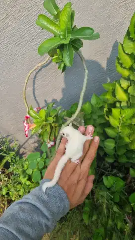 SUGAR GLIDER LEUCISTIC