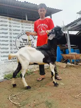 kambing kurban gagah 2025