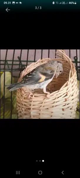 Redsiskin / Red siskin classic