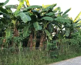 jual tanah SHM 622 m2 dalam kawasa elit sby jemursari selatan