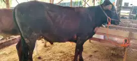 SAPI KURBAN 20 JT, NEGO 100% GARANSI