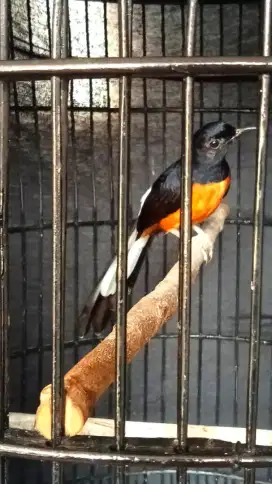 Burung murai seri f