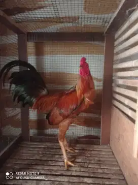 Ayam jago Kampung