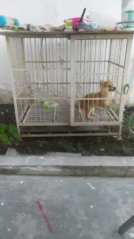 Kandang anjing ukuran sedang