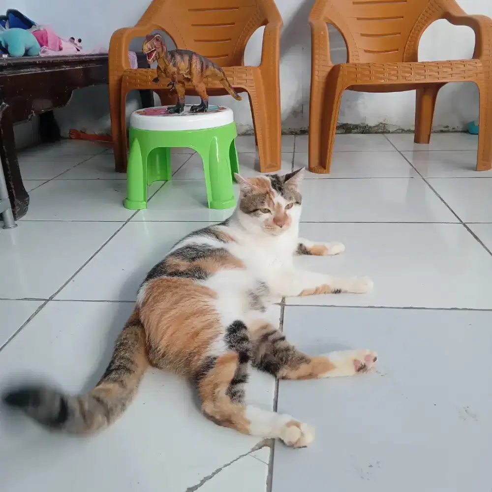 Kucing Persia Calico Jantan (Kucing Langka)