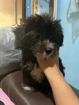 anak anjing Maltise campuran 2bln vaksin only