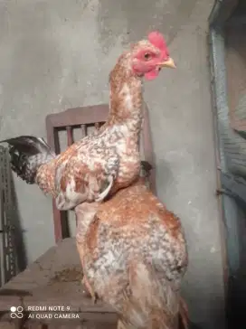 Ayam Jago Kampung