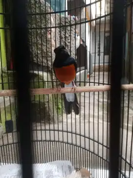 Burung Murai batu
