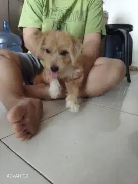 Anak anjing ras mini (ceper)