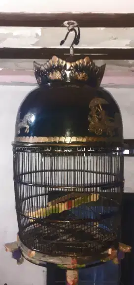 Sangkar burung perkutut masih dipakai 1minggu