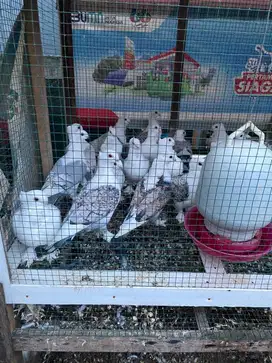 Merpati hias santinet