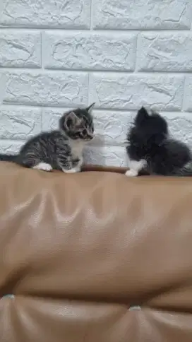 Munchkin cat jantan 2,5 bulan