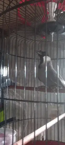 Burung Poksay Hongkong