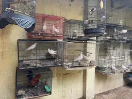 Jual Borongan Burung Puter Pelung