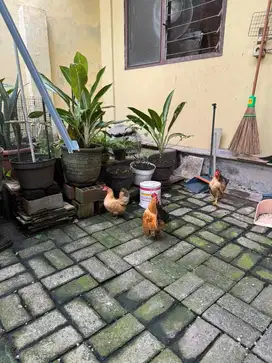 Ayam Kate Jantan dan Betina