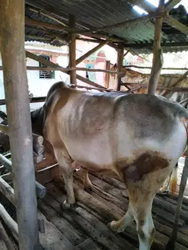 Sapi kurban sehat