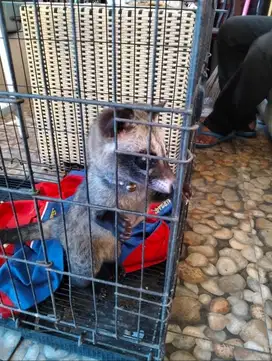 Musang pandan jantan