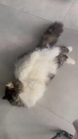 Lepas adopt adult  persia peaknose