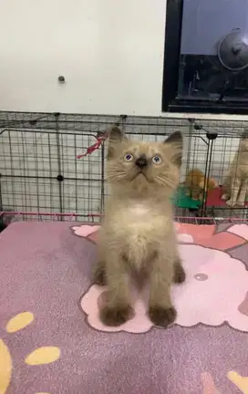 Kitten himalaya