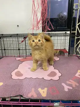 Kitten persia oyen