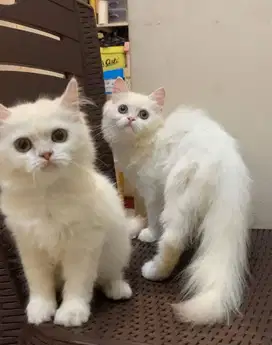 Lepas Adopsi white solid PEREKOR