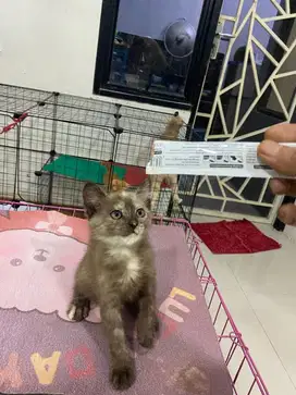 Kitten himalaya