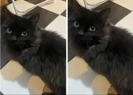 Kucing Persia Flatnose black solid longhair