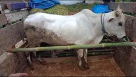 Sapi Kurban Area Jaksel