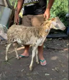 domba jantan kurleb 25kiloan siap hewan kurban hemat ekonomisan murmer