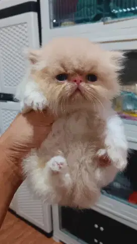 Kitten jantan peak gembul