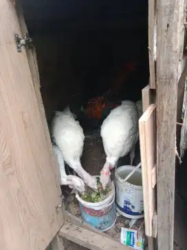 Di jual ayam kalkun