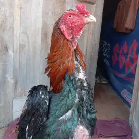 ayam Bangkok jantan