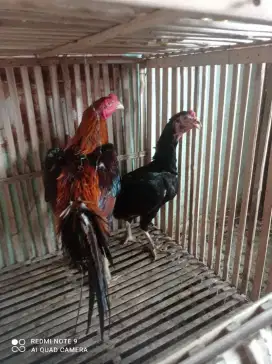 Ayam Bangkok pacekan