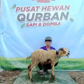 Jual hewan qurban
