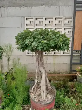 Bonsai taman beringin dolar