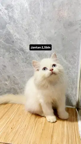 Ragdoll mix himalaya red point
