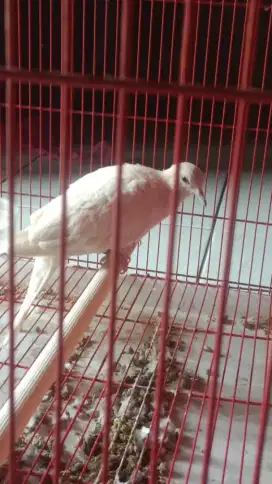 Tekukur Putih Krem