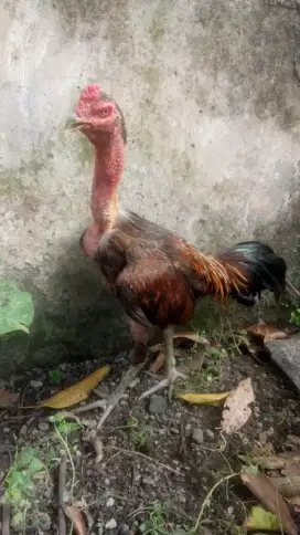 ayam Bangkok Pamangon Bulbi