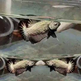 Ikan Cupang Plakat Dragon Tembaga