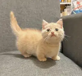 British shorthair x munchkin