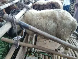 Jual hewan qurban, sapi dan domba berkualitas dan murah