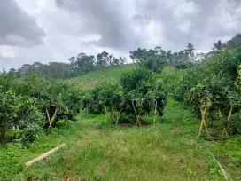 Penjualan tanah di daerah Poncokusumo Kabupaten Malang